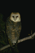 075015 Barn Owl Adult A4 Photo Print