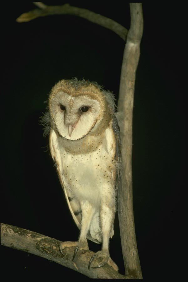 075016 Barn Owl Still Partly Downy (6 Weeks) A4 Photo Print