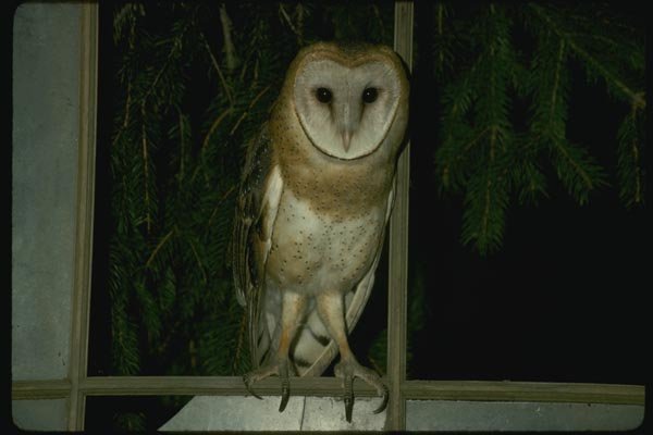 075017 Barn Owl Adult Perched In Old Barn Window A4 Photo Print