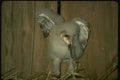 075018 Barn Owl Partly Feathered Young (3 Weeks) With Prey A4 Photo Print