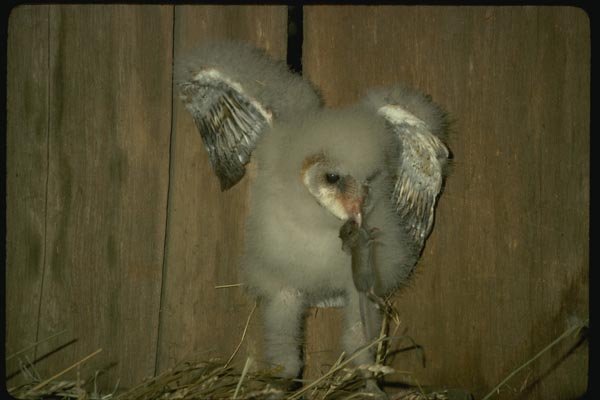 075018 Barn Owl Partly Feathered Young (3 Weeks) With Prey A4 Photo Print