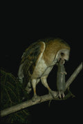 075019 Barn Owl Adult With Prey A4 Photo Print