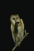 075020 Barn Owl Adult With Prey A4 Photo Print