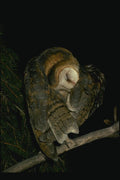 075021 Barn Owl Adult Preening A4 Photo Print