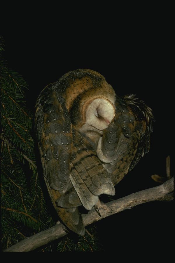 075021 Barn Owl Adult Preening A4 Photo Print