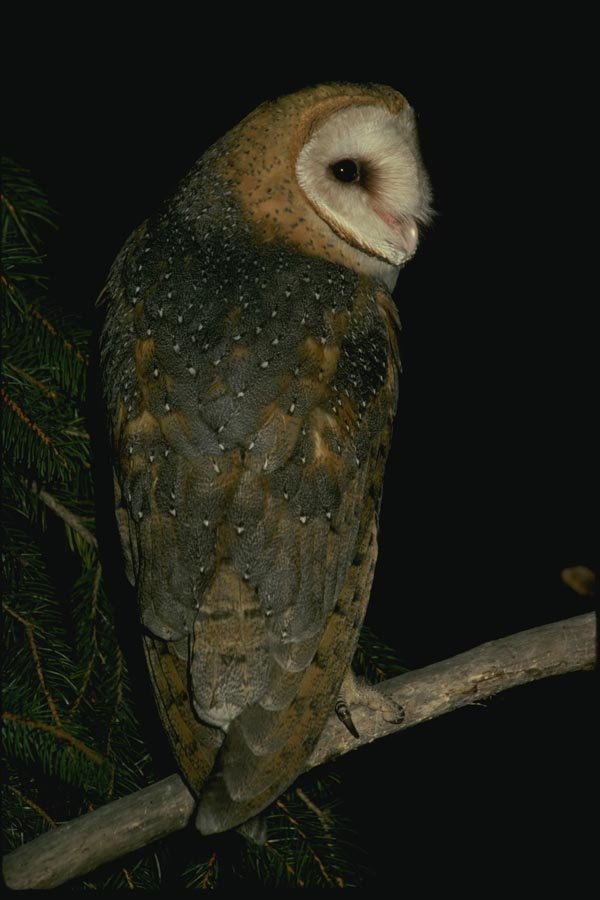 075022 Barn Owl Adult A4 Photo Print