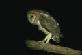 075023 Barn Owl 6 Week Old Owlet Still Partly Downy A4 Photo Print