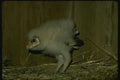 075024 Barn Owl Partly Feathered Young (3 Weeks) A4 Photo Print