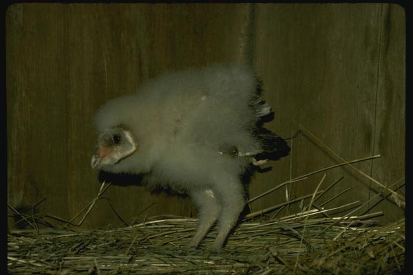 075024 Barn Owl Partly Feathered Young (3 Weeks) A4 Photo Print