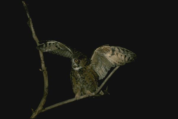 075025 Great Horned Owl Adult A4 Photo Print