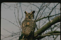 075026 Great Horned Owl A4 Photo Print