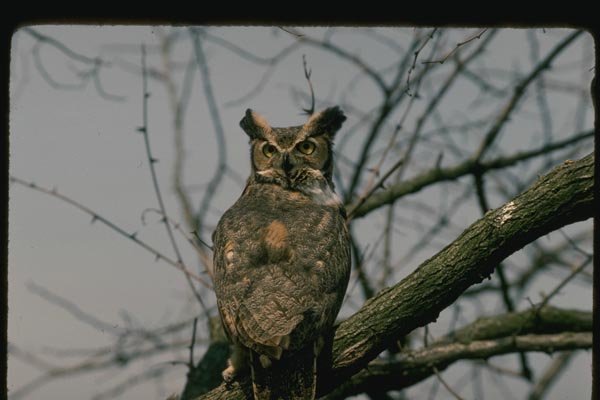 075026 Great Horned Owl A4 Photo Print