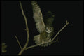 075027 Great Horned Owl Adult A4 Photo Print