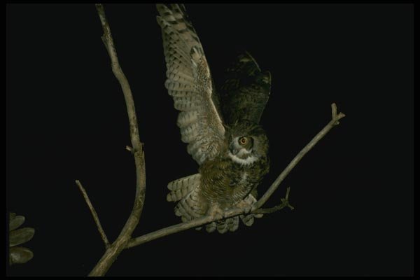 075027 Great Horned Owl Adult A4 Photo Print