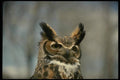 075028 Great Horned Owl A4 Photo Print
