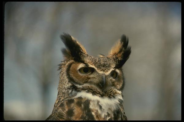 075028 Great Horned Owl A4 Photo Print