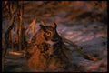 075029 Great Horned Owl A4 Photo Print