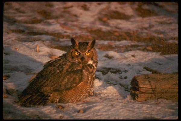 075030 Great Horned Owl A4 Photo Print
