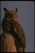 075031 Great Horned Owl A4 Photo Print