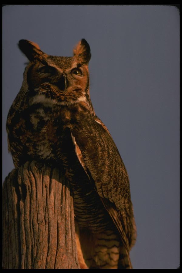 075031 Great Horned Owl A4 Photo Print