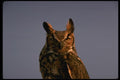 075032 Great Horned Owl A4 Photo Print