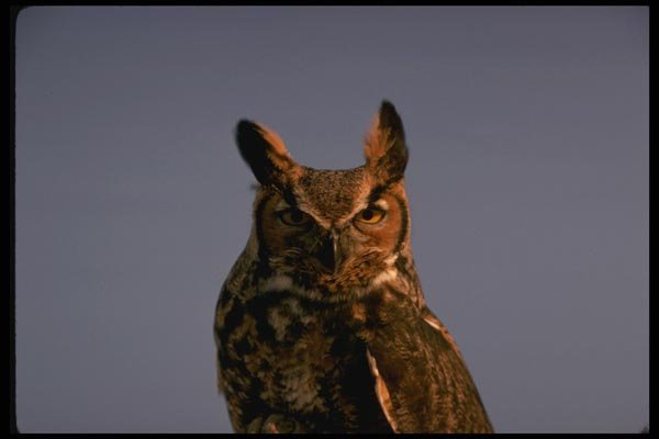 075032 Great Horned Owl A4 Photo Print