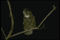 075033 Great Horned Owl Adult A4 Photo Print