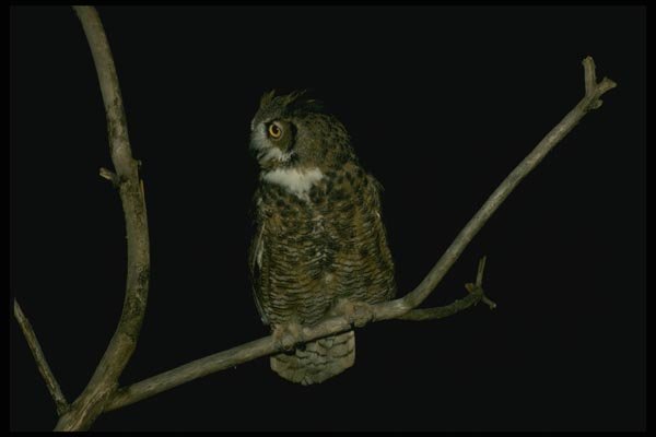 075033 Great Horned Owl Adult A4 Photo Print