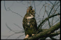 075034 Great Horned Owl A4 Photo Print