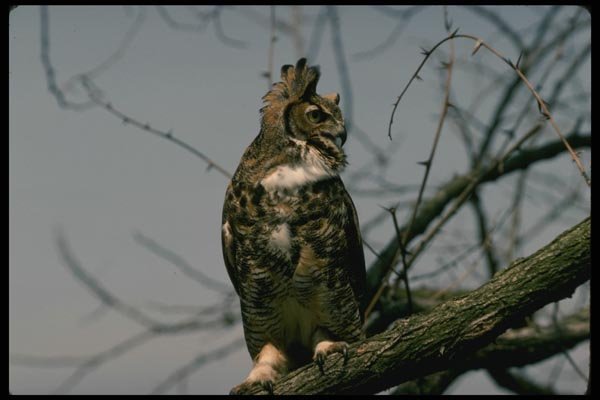 075034 Great Horned Owl A4 Photo Print