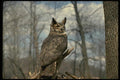 075035 Great Horned Owl A4 Photo Print