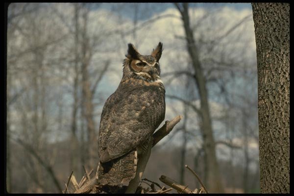 075035 Great Horned Owl A4 Photo Print