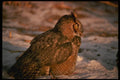 075036 Great Horned Owl A4 Photo Print