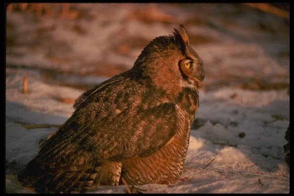 075036 Great Horned Owl A4 Photo Print