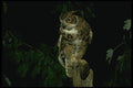 075037 Great Horned Owl With Prey A4 Photo Print