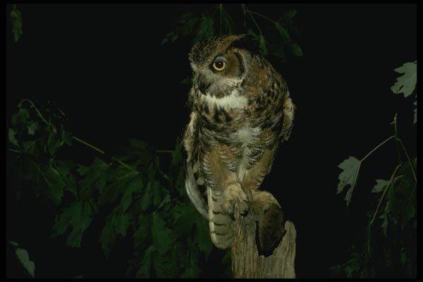 075037 Great Horned Owl With Prey A4 Photo Print