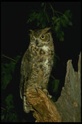 075038 Great Horned Owl A4 Photo Print