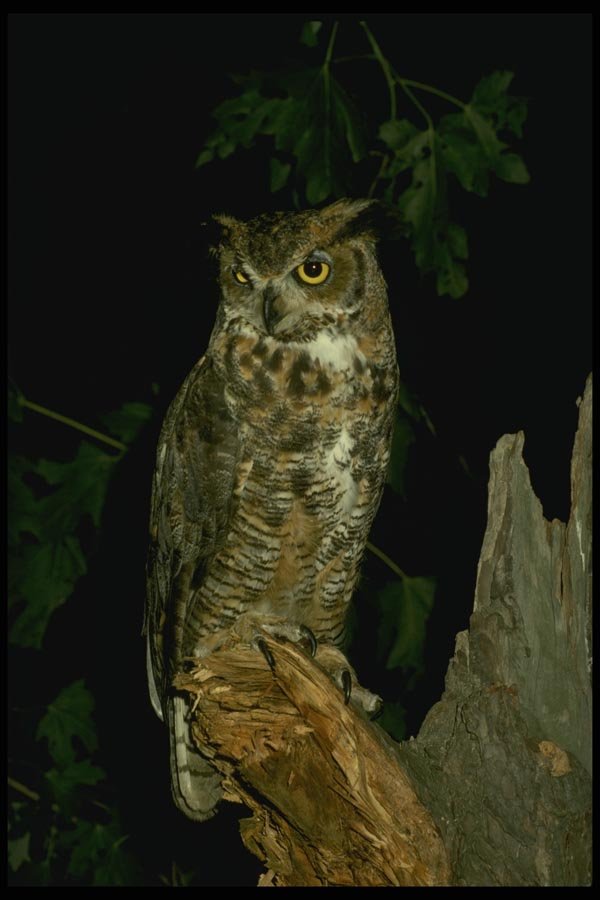 075038 Great Horned Owl A4 Photo Print