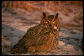 075039 Great Horned Owl A4 Photo Print