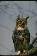 075040 Great Horned Owl A4 Photo Print