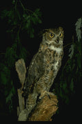 075041 Great Horned Owl A4 Photo Print