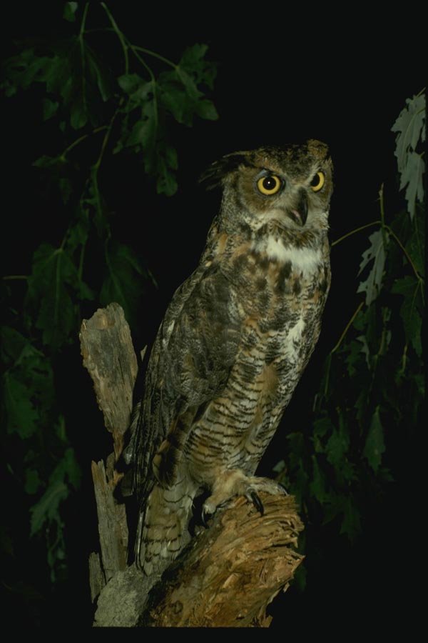 075041 Great Horned Owl A4 Photo Print