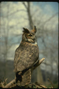 075042 Great Horned Owl A4 Photo Print
