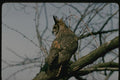 075043 Great Horned Owl A4 Photo Print