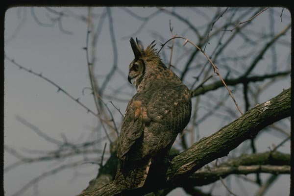 075043 Great Horned Owl A4 Photo Print
