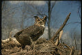 075044 Great Horned Owl Over Prey A4 Photo Print
