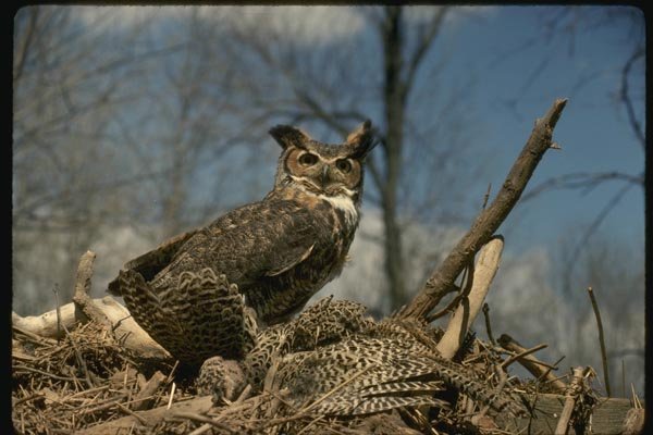 075044 Great Horned Owl Over Prey A4 Photo Print