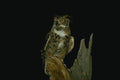 075045 Great Horned Owl A4 Photo Print
