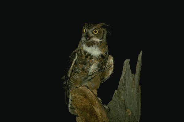 075045 Great Horned Owl A4 Photo Print