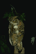 075046 Great Horned Owl Holding Prey A4 Photo Print
